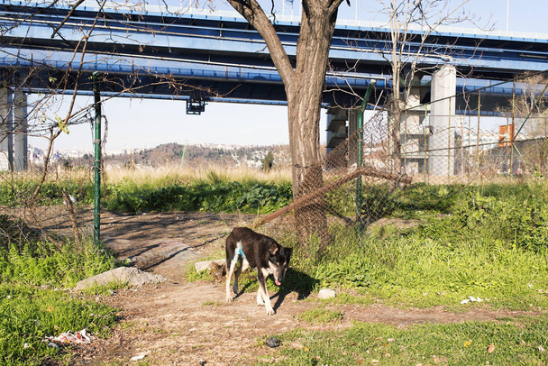 A stray dog in the park in Istanbul, Turkey - Φωτογραφία, εικόνα