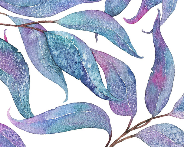 Abstract watercolor illustration with eucalyptus leaves, white background - Foto, imagen