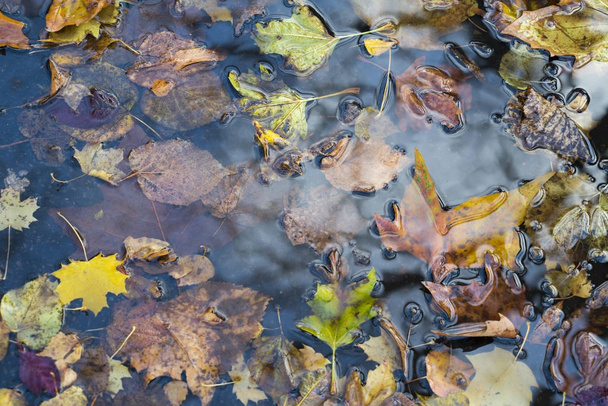 Detailní záběr podzimní listí, kterým se ve vodě - Fotografie, Obrázek