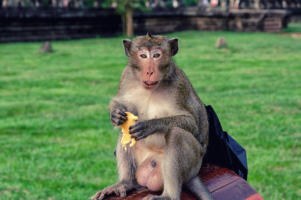 Длиннохвостая обезьяна Камбоджи
 - Фото, изображение