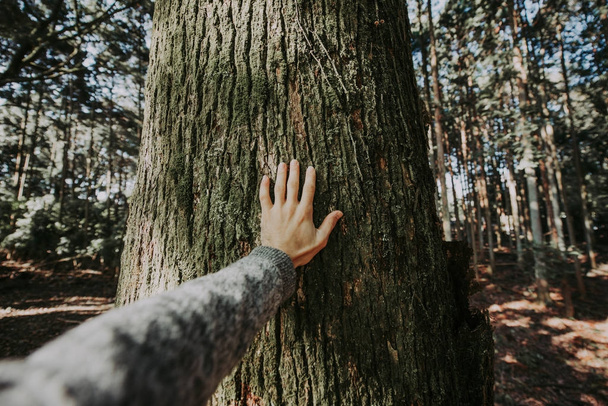 Człowiek, przytulanie kory drzewa - Zdjęcie, obraz