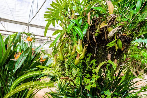 nepenthes Pflanze, Affenbecher die tropische Pflanze, gefährliche Pflanzen - Foto, Bild