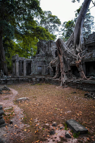 アンコール、シェムリ アップ、カンボジア プリア ・ カーン寺院の古代の uins。プリヤ ・ カーン寺院はジャングルに飲み込まれています。人気の観光スポットは、驚くほどのプリヤ ・ カーン. - 写真・画像