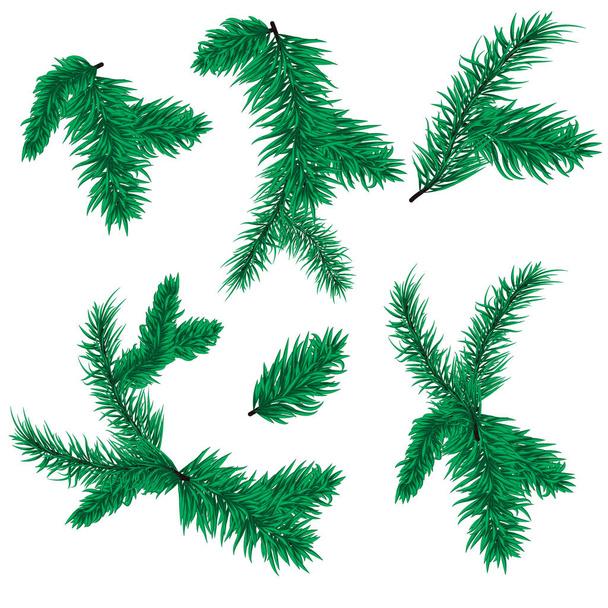 Fir tree branch vector christmas spruce evergreen nature winter holiday isolated on white background. - Vector, Image