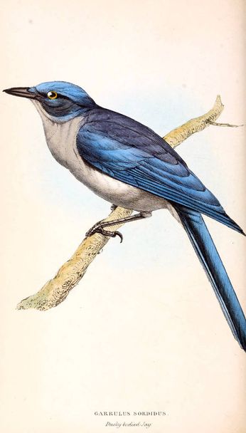 Kuş Illustration. Zooloji illüstrasyonlar veya özgün rakamlar Londra 1829 - Fotoğraf, Görsel
