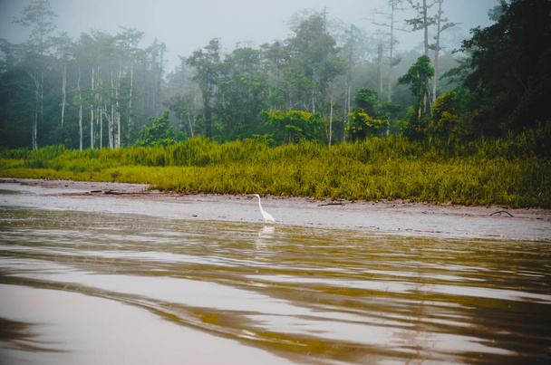 Rzeka Kinabatangan, Borneo, Malezja - Zdjęcie, obraz