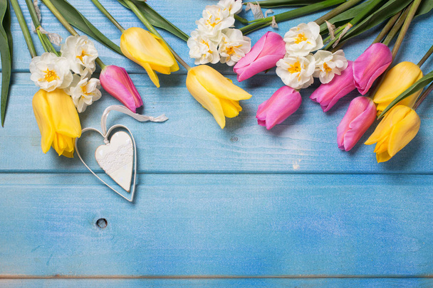Pink and yellow tulips and  white daffodils flowers on blue wooden background. Place for text. Selective focus. - 写真・画像
