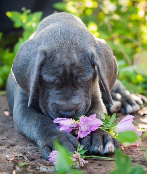 bello grigio grande danese cane cucciolo annusa un fiore al di fuori a piedi
 - Foto, immagini