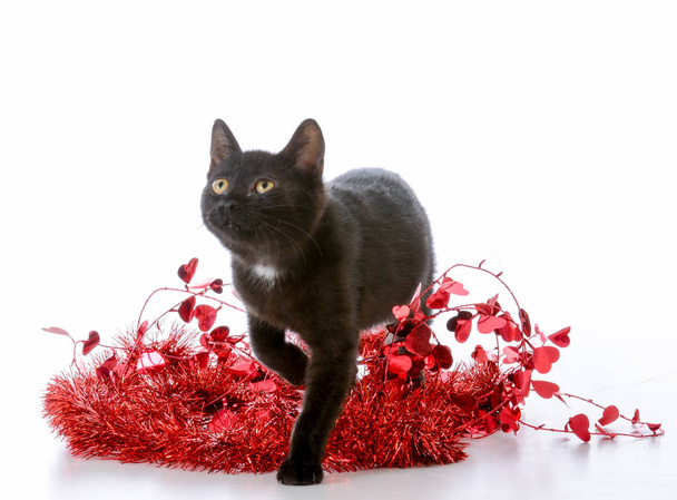 christmas kitten - Фото, зображення