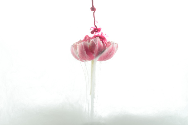 rózsaszín virág és elszigetelt fehér festék splash közelről - Fotó, kép