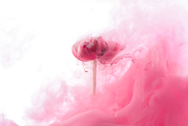 lähikuva vaaleanpunainen kukka ja maali roiske eristetty valkoinen
 - Valokuva, kuva