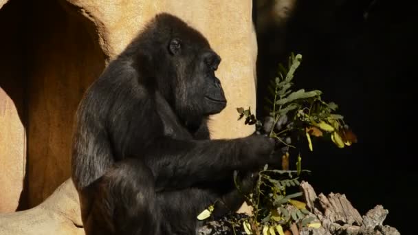 Gorilla eating leaves a sunny day - Western lowland gorilla - Materiaali, video