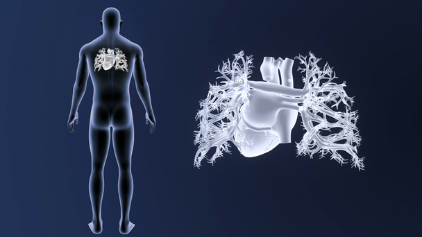 Skelett hintere Ansicht des menschlichen Herzens, außerhalb des Körpers auf blauem Hintergrund - Filmmaterial, Video
