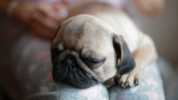Cute puppy pug sleeping on the womans knees - Footage, Video