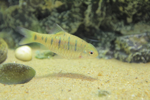  Akvaariokalat, kiinanpiikkimakrilli
 - Valokuva, kuva