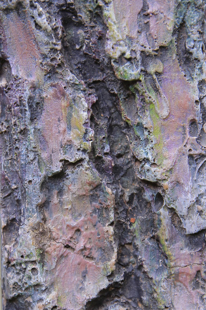 kafur ağacı arka plan  - Fotoğraf, Görsel