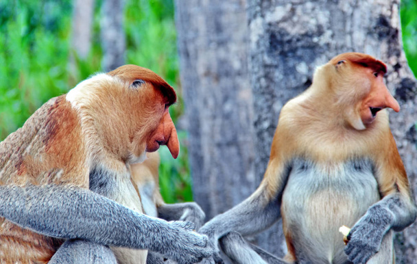 Обезьяны на острове Борнео (Калимантан)
) - Фото, изображение