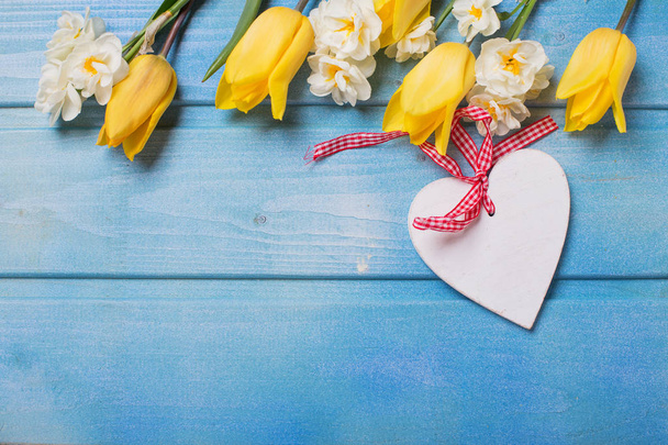 White heart and border from yellow tulips and daffodils flowers on blue wooden background.  - Φωτογραφία, εικόνα