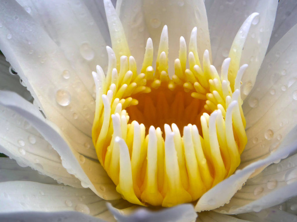 Beyaz lotus çiçeği kadar yakın yağmur sonrası çiçeklenme düşme m - Fotoğraf, Görsel