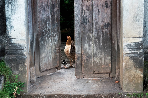 Курица с курицей гуляет по двору деревни
 - Фото, изображение