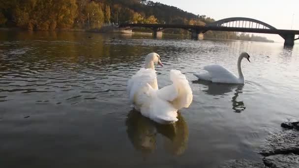 Cisnes blancos pacíficos flotando en el río durante el atardecer de otoño
 - Metraje, vídeo