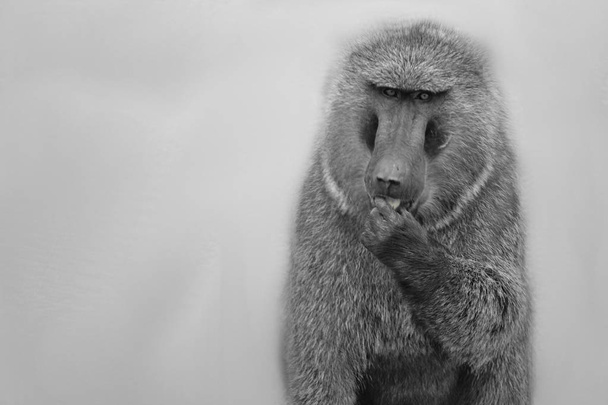 baboon in de Afrikaanse bush - Foto, afbeelding