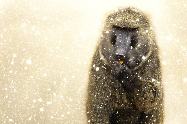 baboon in de Afrikaanse bush - Foto, afbeelding