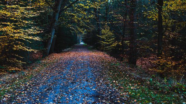 Country road in fall forest   - Photo, Image