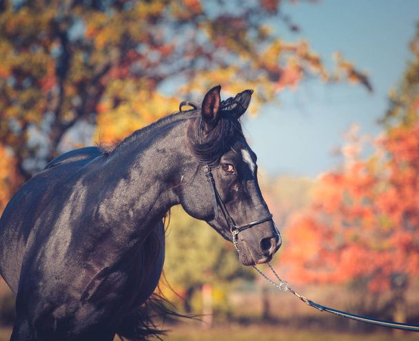 Portrait of black expressive Arabian stallion on the autumn background l - Zdjęcie, obraz