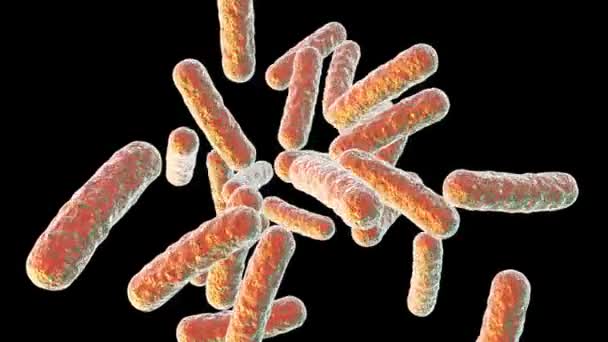 Human pathogenic bacteria - Footage, Video