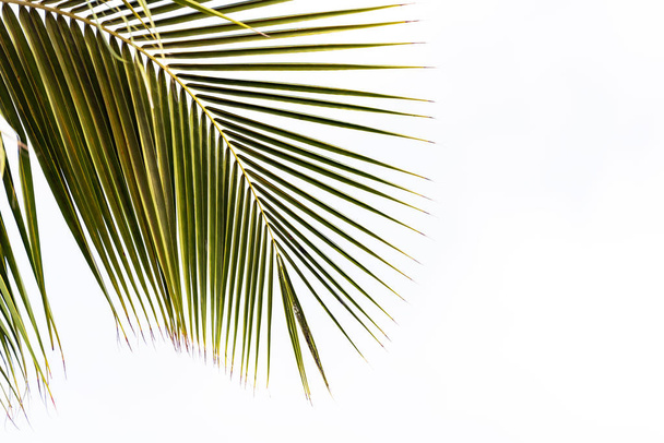 View of a palm branch on a white background, Bayahibe, La Altagracia, Dominican Republic. Copy space for text. - Fotó, kép