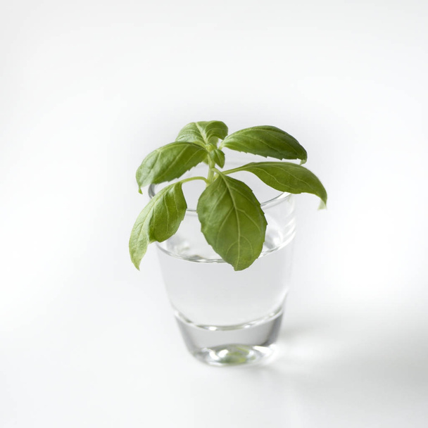 green plant in a glass with water on a white background - Zdjęcie, obraz