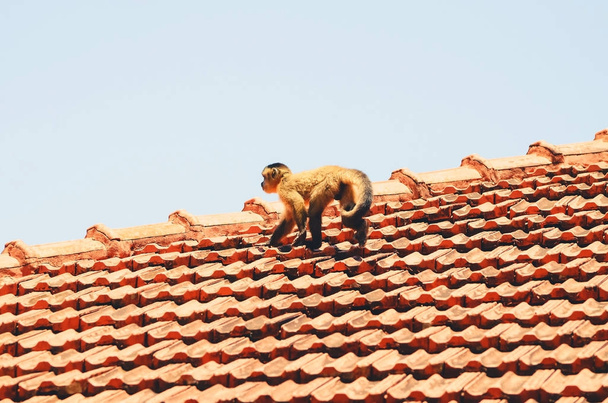 Kleiner Affe auf dem Dach eines Hauses - Foto, Bild
