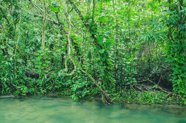Wald am Rande des Flusses Formoso in bonito - ms, Brasilien - Foto, Bild