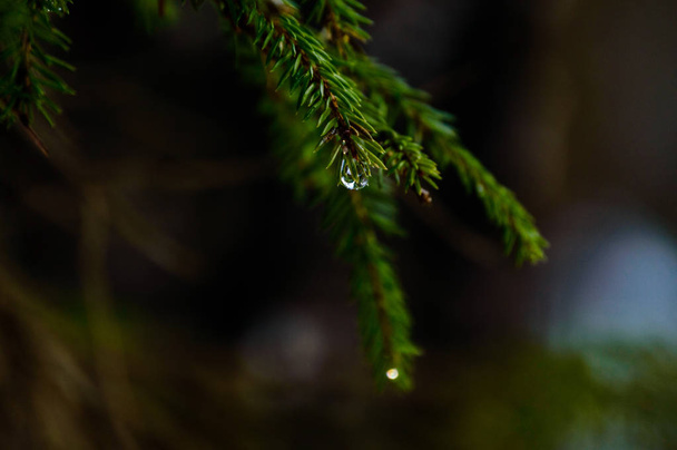 spruce tree details in forest - Photo, Image