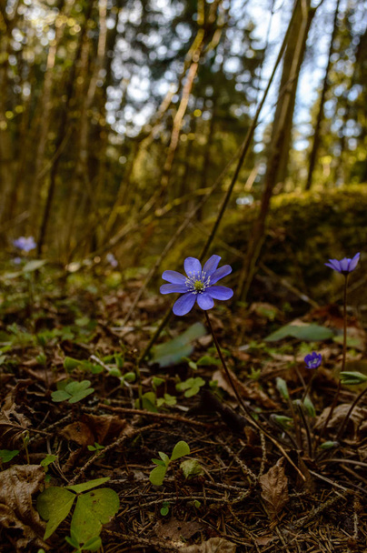 spring in countryside, detail shot - Fotoğraf, Görsel
