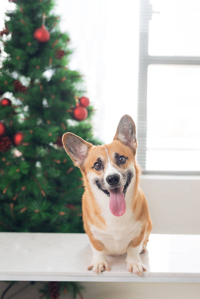 Pembroke corgi with tongue out in decorated room with Christmas tree. - Zdjęcie, obraz