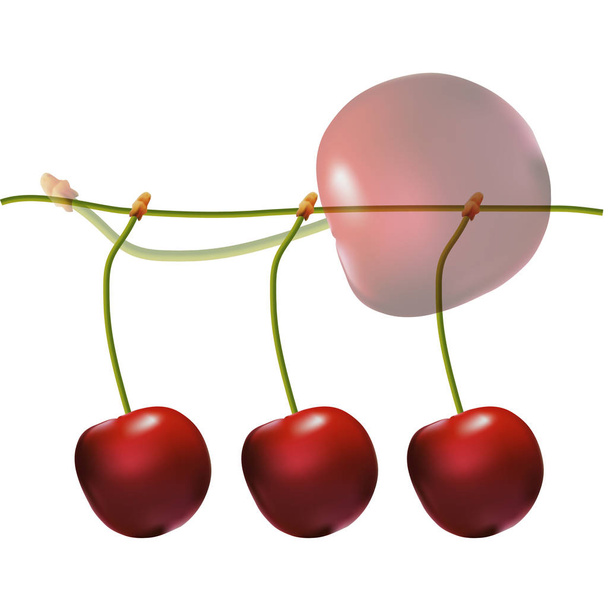 Red juicy cherries on the stem. Delicious fruit dessert. Cherry. - Vector, Image