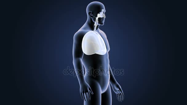 Kostra zadní pohled lidské plíce na šedém pozadí - Záběry, video