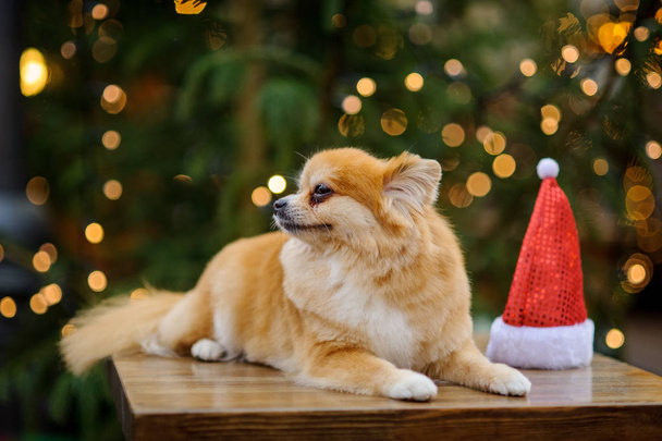 Charming pomeranian spitz against the background of the shining Christmas tree - Photo, Image