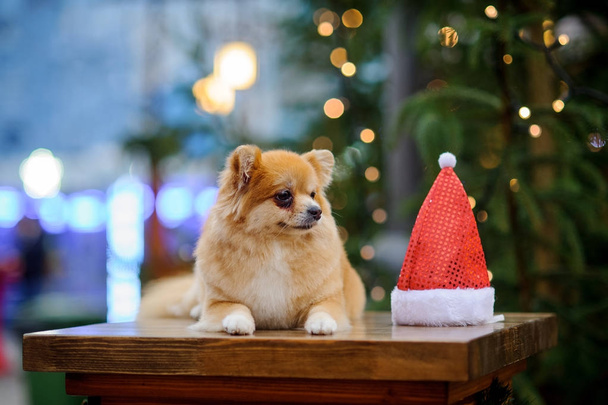 Charming pomeranian spitz against the background of the shining Christmas tree - Foto, immagini