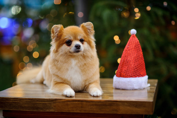 Charming pomeranian spitz against the background of the shining Christmas tree - Foto, imagen
