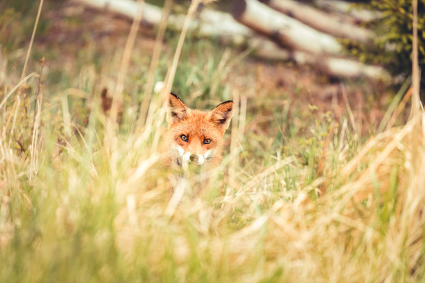 Wild red fox near HIrtshals - Photo, Image
