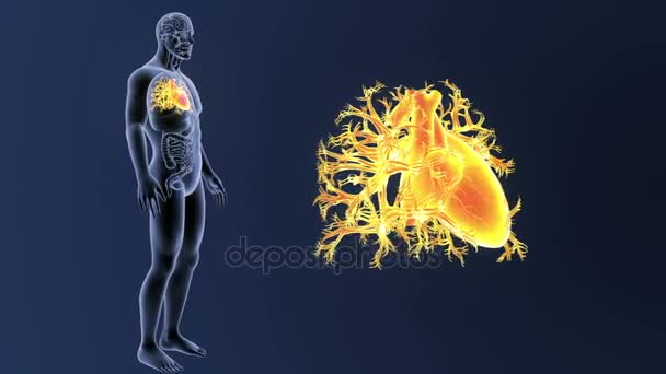 Skelett hintere Ansicht des menschlichen Herzens, außerhalb des Körpers auf blauem Hintergrund - Filmmaterial, Video
