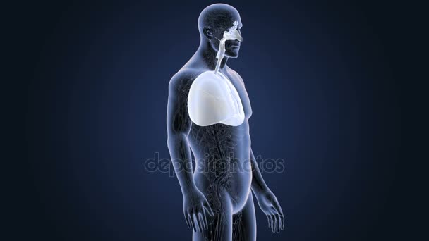 σκελετός οπίσθια προβολή των πνευμόνων του ανθρώπου σε γκρίζο φόντο - Πλάνα, βίντεο