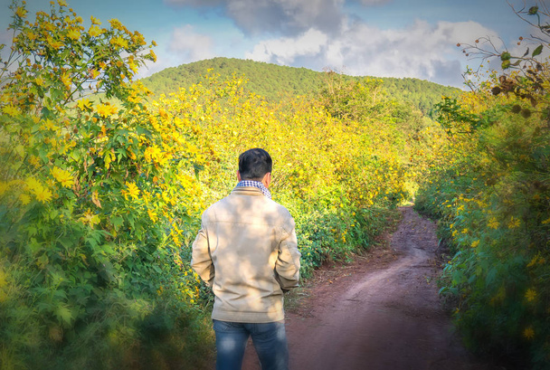 Da lat, Vietnã 26 de novembro de 2017: O homem que caminha sozinho em uma estrada rural com dois lados da estrada é girassóis selvagens florescer em amarelo, cena colorida, bela natureza em Da lat, Vietnã
 - Foto, Imagem