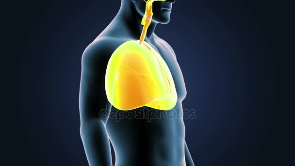 scheletro posteriore vista dei polmoni umani su sfondo blu
 - Filmati, video