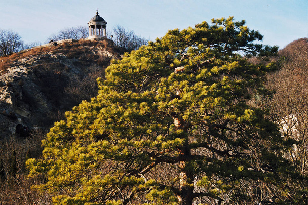 Сосна Бернардацці у П'ятигорську - Фото, зображення