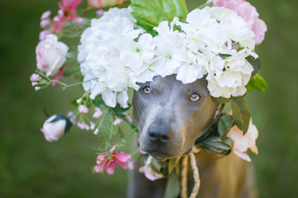 chien de dos de cheval thai en couronne de fleurs
 - Photo, image