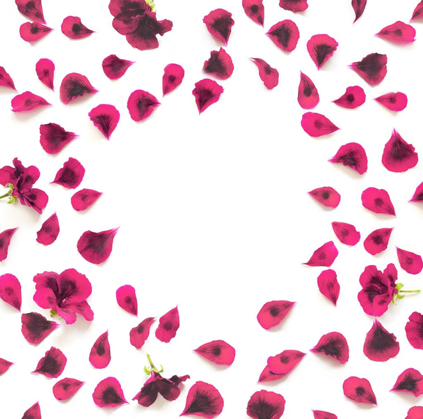 Red flower petals breeze, isolated on white - Photo, Image